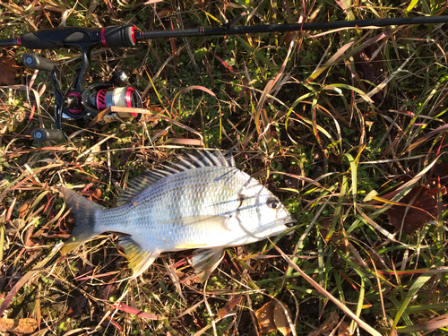 メイタの釣果