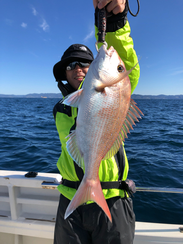 マダイの釣果