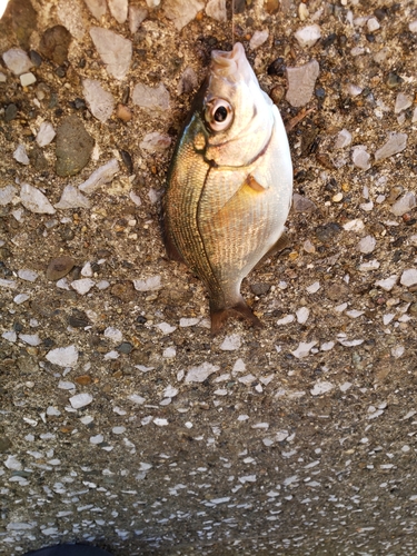 ウミタナゴの釣果