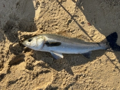 スズキの釣果