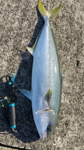 ハマチの釣果