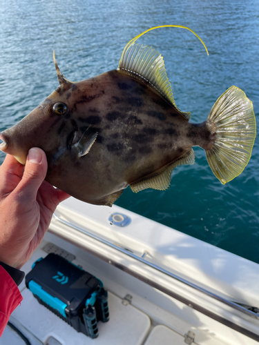 カワハギの釣果