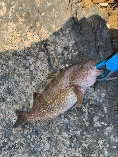 オオモンハタの釣果