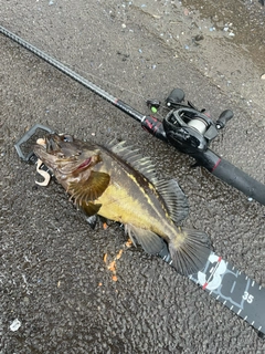 シマソイの釣果