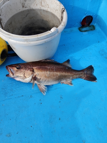 アラの釣果