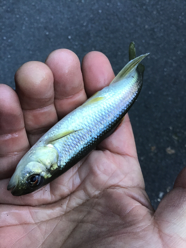 カワムツの釣果