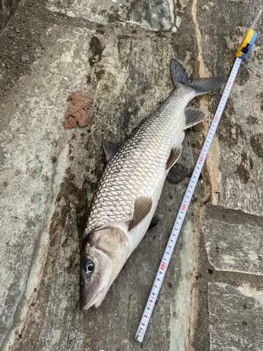 ニゴイの釣果