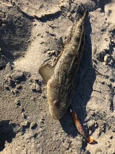 マゴチの釣果