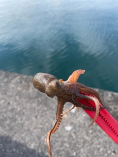 マダコの釣果