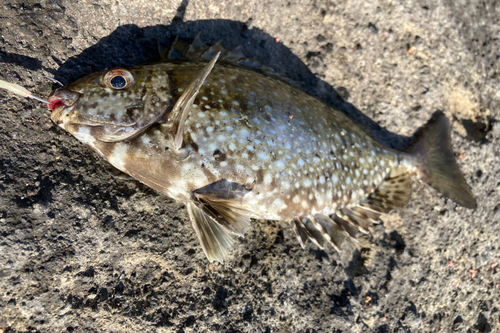 アイゴの釣果