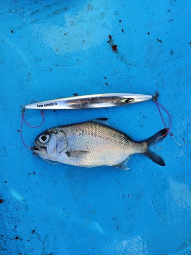 ギンメダイの釣果