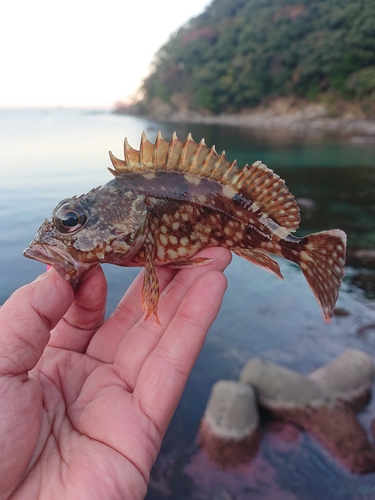 カサゴの釣果