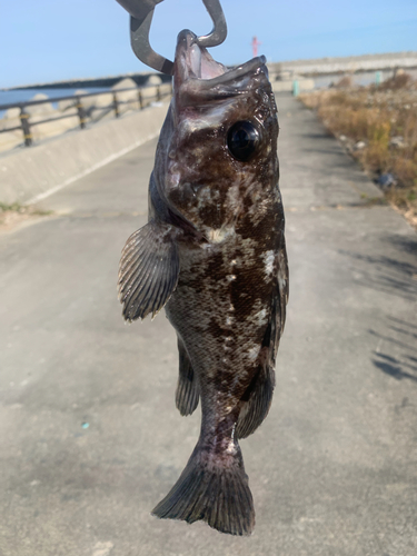 クロソイの釣果