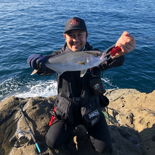 カンパチの釣果