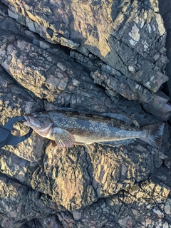 アイナメの釣果