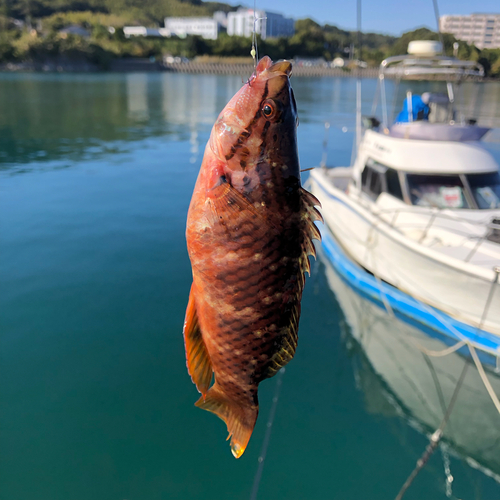 ベラの釣果