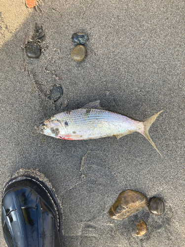 コノシロの釣果