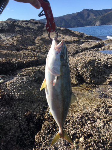 ハマチの釣果