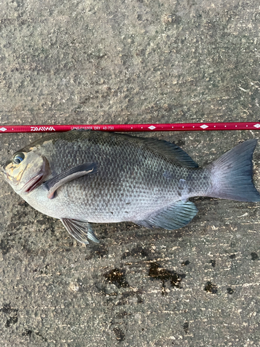 メジナの釣果