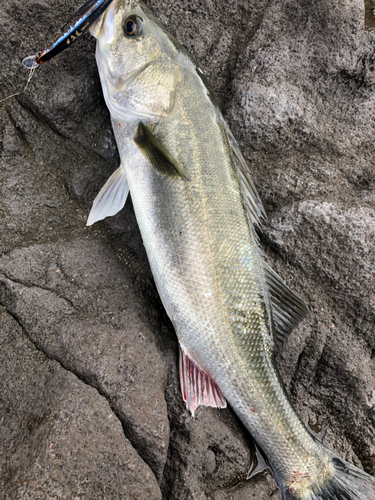 スズキの釣果