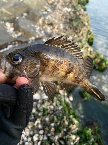 メバルの釣果