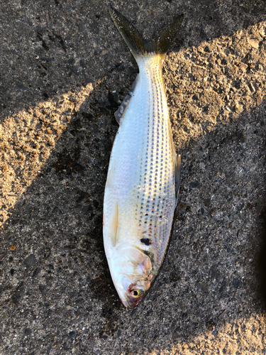 コノシロの釣果