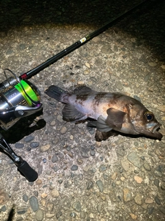 シロメバルの釣果