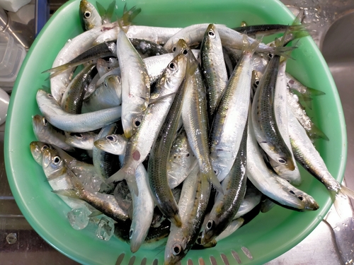 マイワシの釣果