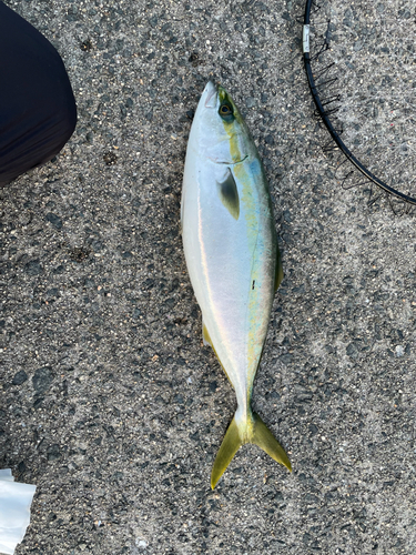 ハマチの釣果