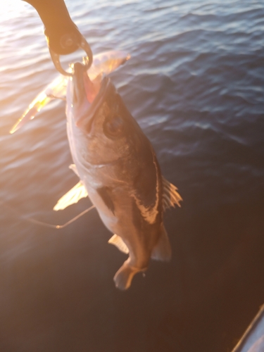 スズキの釣果