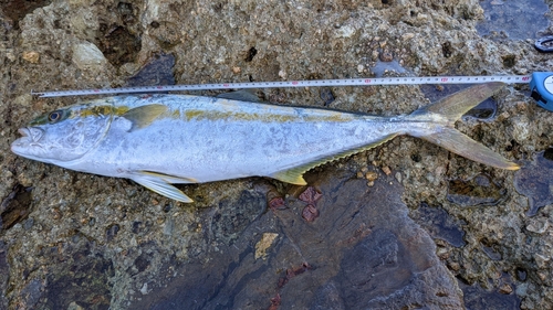 ヒラマサの釣果