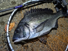 クロダイの釣果