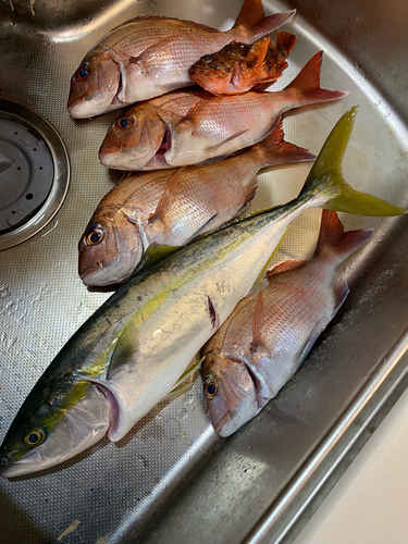 マダイの釣果