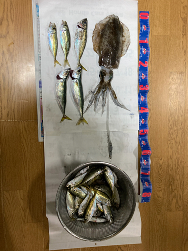 アオリイカの釣果