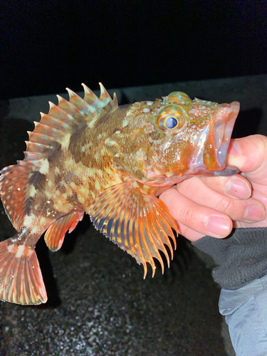 カサゴの釣果