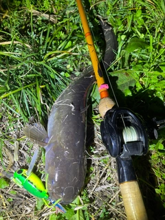 ナマズの釣果