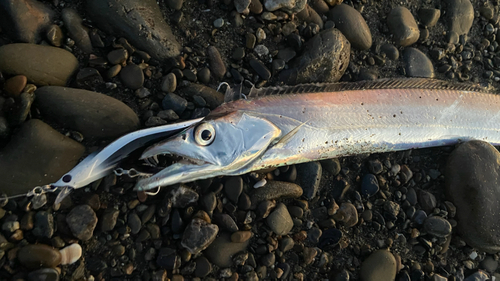 タチウオの釣果