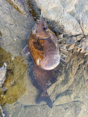 アイゴの釣果