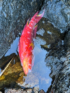 バラハタの釣果