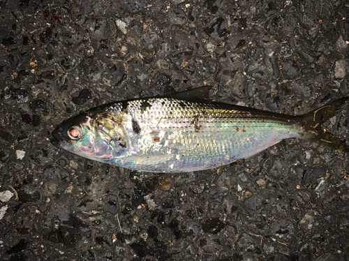 つばさ公園で釣れたコノシロの釣り・釣果情報 - アングラーズ