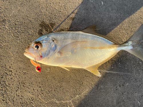 メッキの釣果