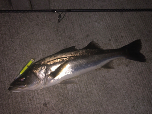 シーバスの釣果