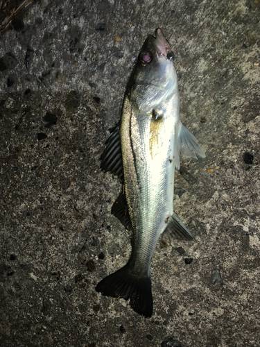 セイゴ（マルスズキ）の釣果