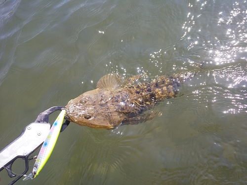 マゴチの釣果