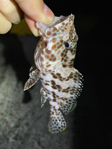 マダラハタの釣果