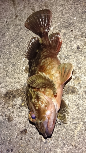 ガシラの釣果