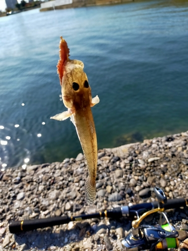 ハゼの釣果