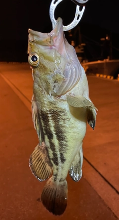 シマゾイの釣果