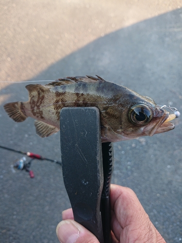 メバルの釣果