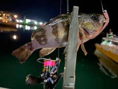 シロメバルの釣果